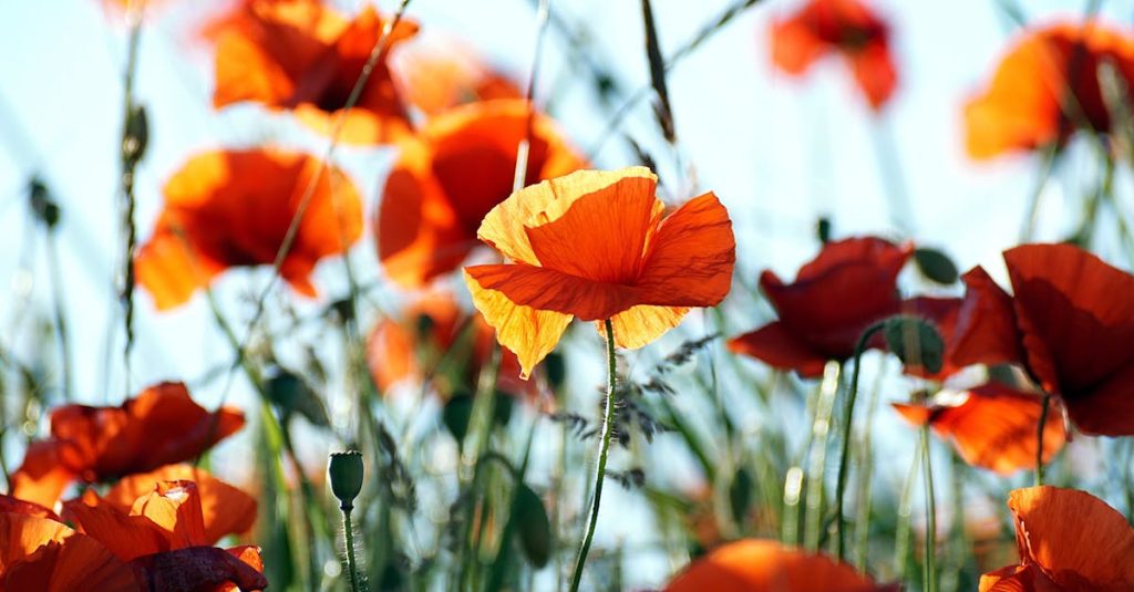 A vivid field of orange poppies in full bloom, captured in bright daylight.